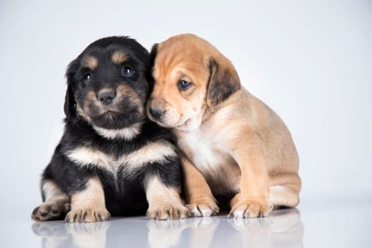 Two dogs, Pet, animals concept
