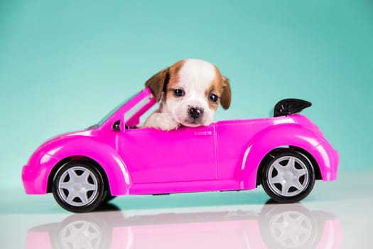 Dog in a pink car
