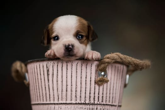 A small dog in a metal bucket