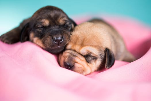 Dog in sleeps on a pink blanket