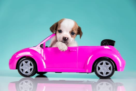 Dog in a pink car