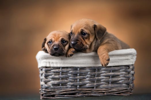Little dogs in a wicker basket