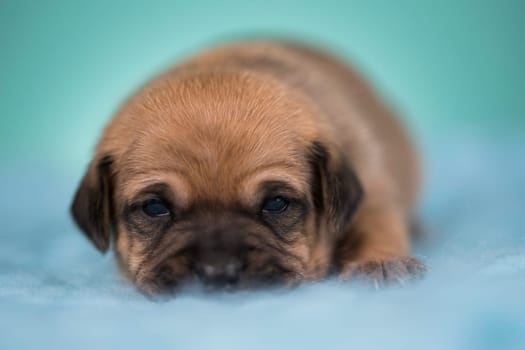 Little dog sleeps on a blanket