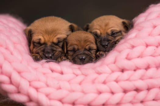 Dogs sleep on a small wooden bed