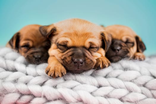 Dogs on a sleeps on a blanket