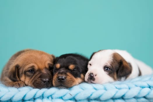 Dogs on a sleeps on a blanket