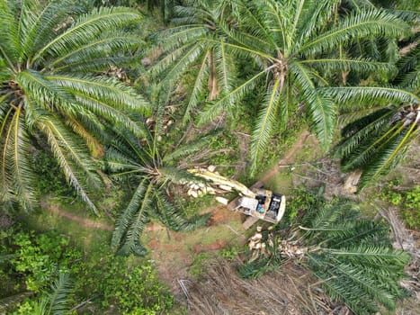 Excavator is used to cut the land of oil palm tree plantation