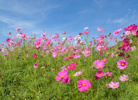 Beautiful view of cosmos flower in blue sky
