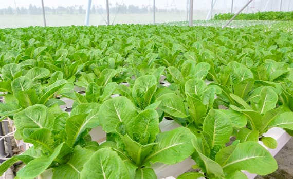 Organic Hydroponic vegetables plantation in aquaponics system