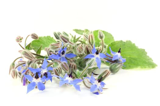 Borage leaves and flowers against a bright background