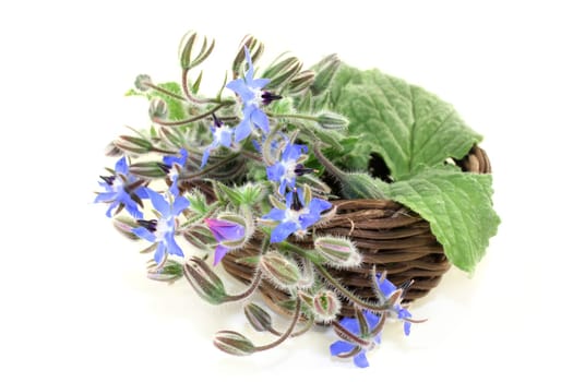 Borage leaves and flowers against a bright background