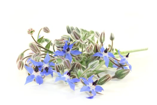 Borage leaves and flowers against a bright background