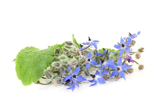 Borage leaves and flowers against a bright background