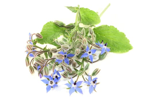 Borage leaves and flowers against a bright background