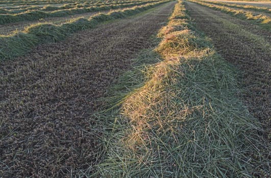 Cut Hay in Field in lines.