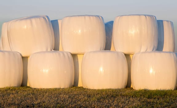 Wrapped Silage Bales in Field