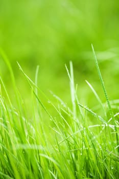 Grass Background