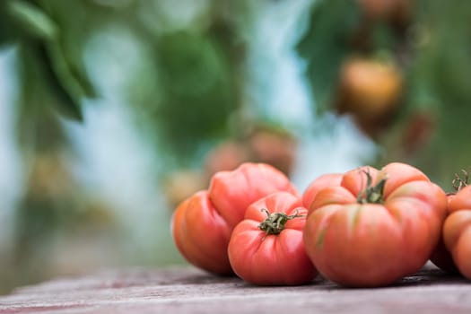 Vegetables, Tomatoes,  on desk in garden