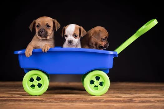 Cute doggies in a toy wagon