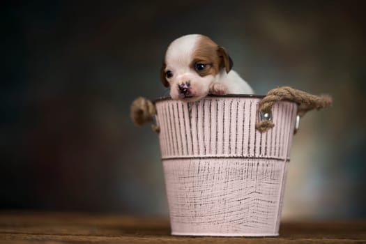 Dog in a metal bucket