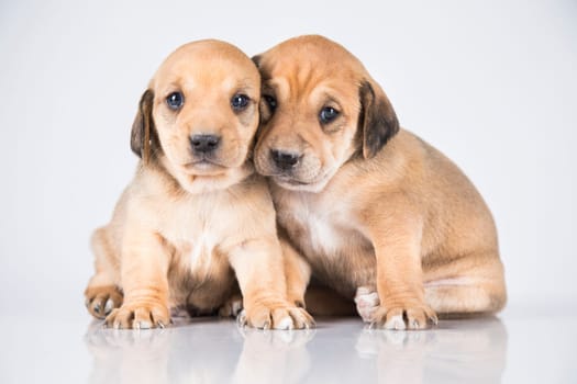 A beautiful little dog on a white background