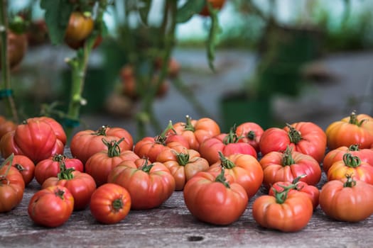 Vegetables, Tomatoes,  on desk in garden
