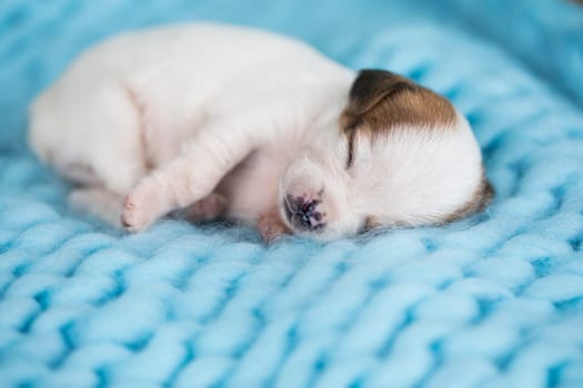 A beautiful little dog sleeps on a blanket