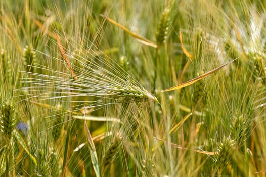 Golden grain ears in a field before harvest