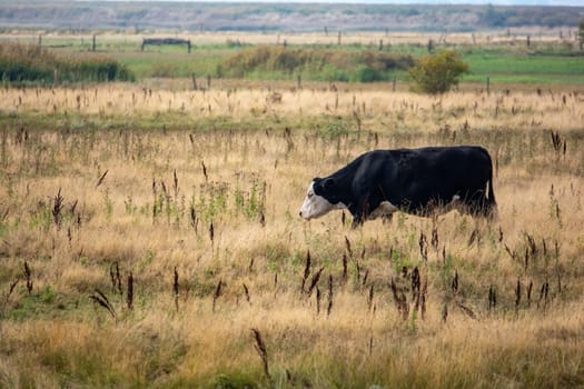 Black cow in a large green pasture