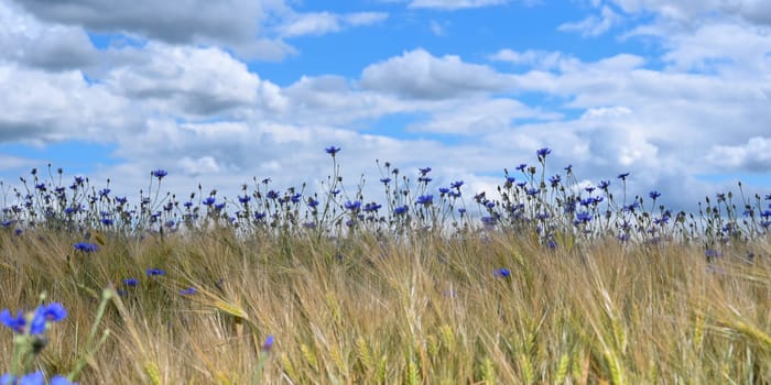Lots of blue cornflowers in the cornfield,blue sky and white clouds
