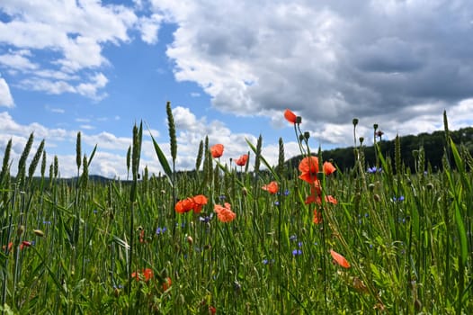 Field with green cereals, red poppies, blue cornflowers and blue sky