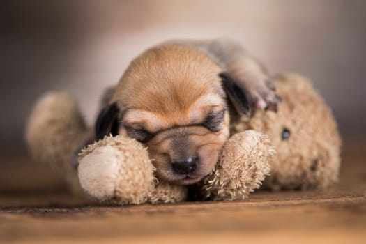 Little puppy sleeps with a teddy bear