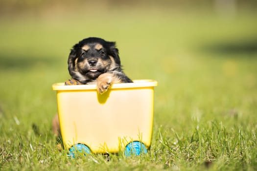 Little dog in a toy wagon on the grass