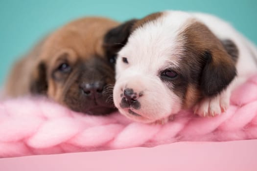 Dogs on a sleeps on a blanket