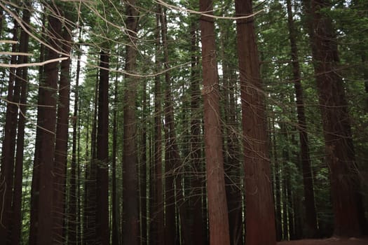 beautiful redwood forest giant trees huge fat tall wood