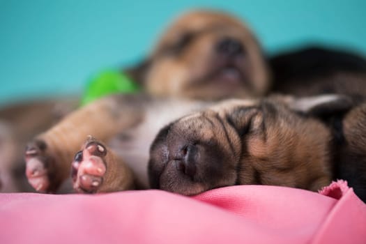 A beautiful little dog sleeps on a pink blanket