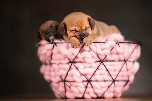 Sleeping dogs in a metal basket