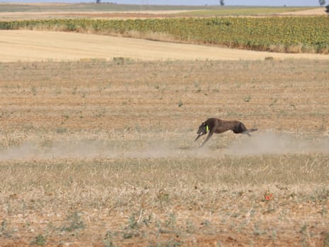 greyhound race fast dog domestic animal field hare hunting