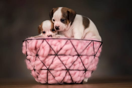 Sleeping dogs in a metal basket