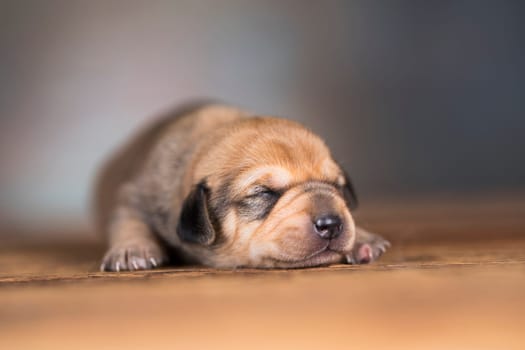 Cute puppy dog sleeping, animals concept