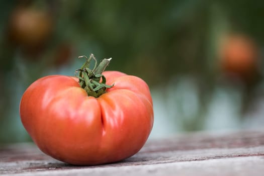 Organic food, Free red vegetables of tomato