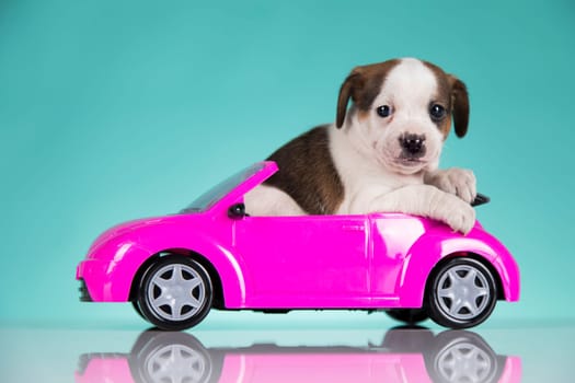 Puppy in a pink car