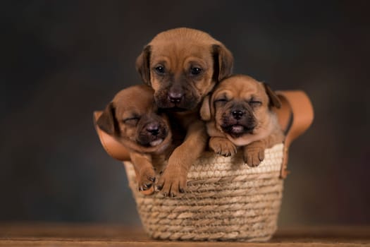 Small puppies in a wicker basket