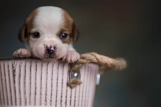 A small dog in a metal bucket