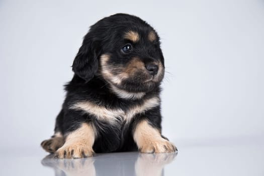 A small dog on a white background
