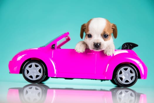 Dog in a pink car