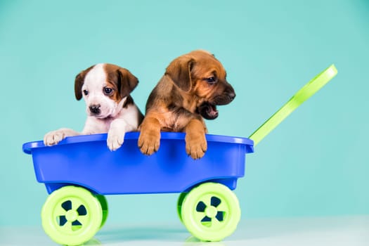 Beautiful little puppies in a toy wagon