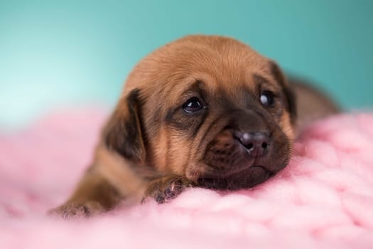 Sleeping dog in a on a blanket