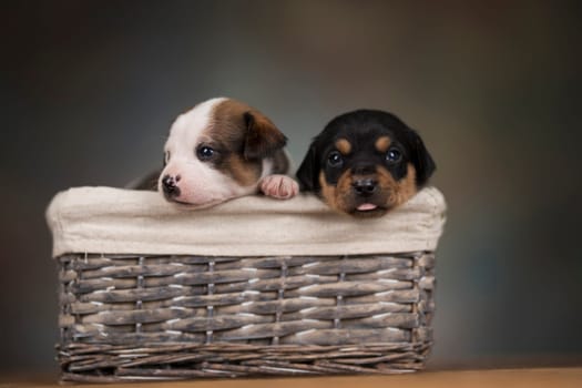 Dogs in a wicker basket