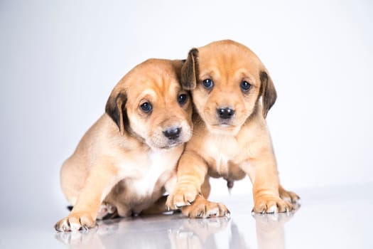 Two dogs, Pet, animals concept